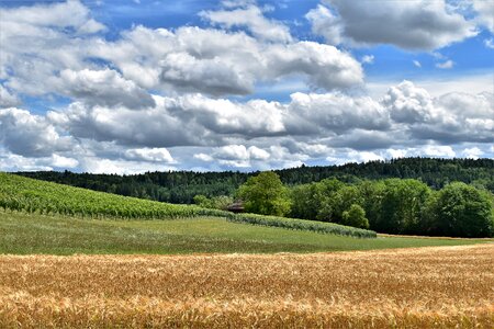 Cereals arable barley field