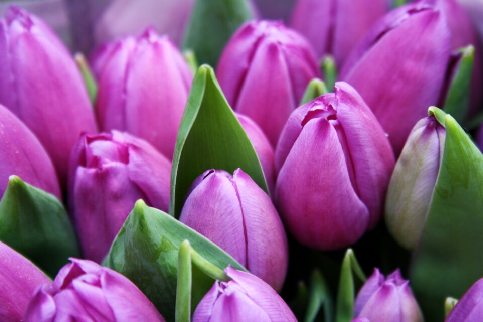 Flora flower buds flowers