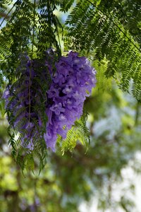 Bloom tropical tropics