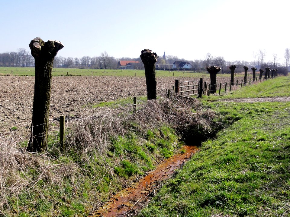 Leur (Wijchen) landschap met knotwilgenrij