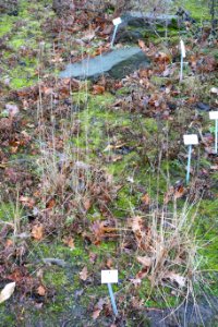 Leymus akmolinensis - Botanischer Garten, Dresden, Germany - DSC08961