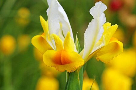 Flower iris yellow photo