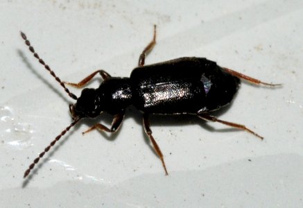 Lesteva-longoelytrata-03-fws