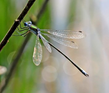 Lestes-sponsa-Gifhorn-03 photo