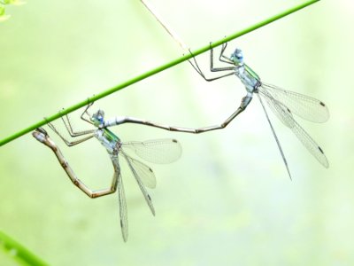 Lestes sponsa(Couple,Japan,2017.09.19,b)