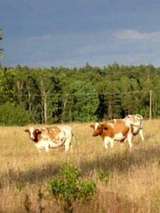 Leszyce 4 7-2015