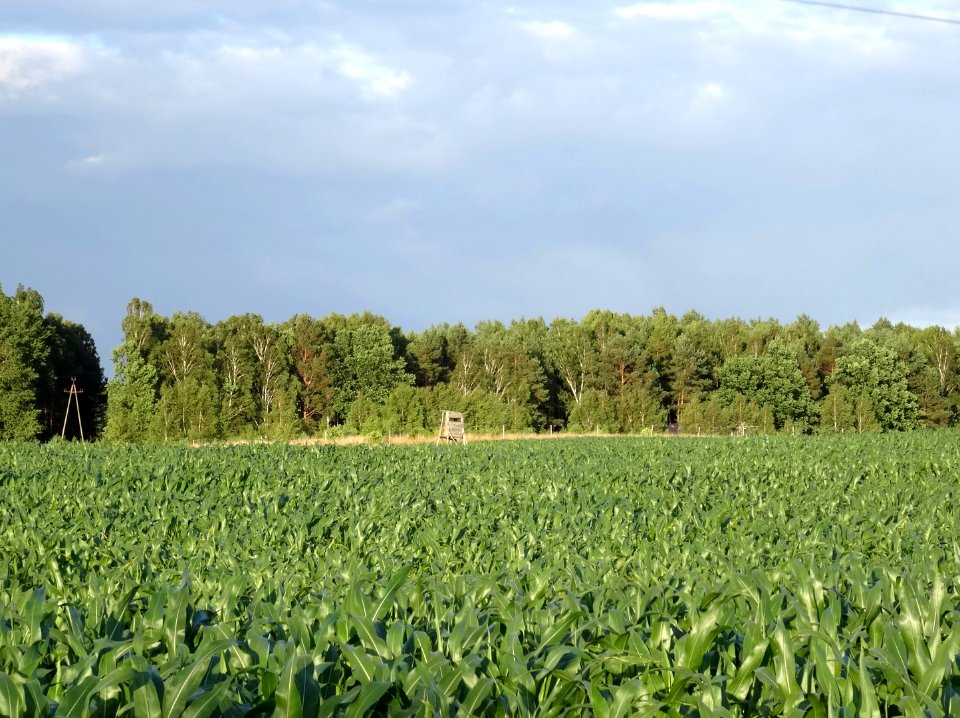 Leszyce 12 7-2015