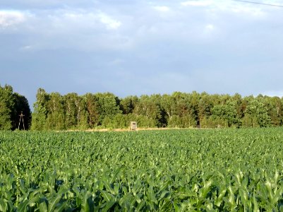 Leszyce 12 7-2015