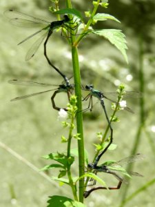 Lestes sponsa(Couple,Japan,2017.09.19,d)