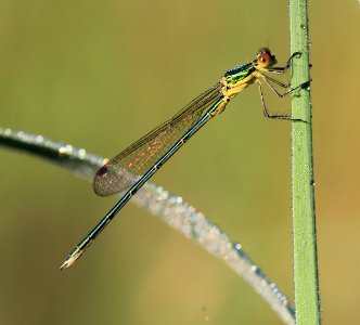 Lestes-virens-Gifhorn-01 photo