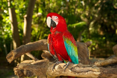 Parrot bird red