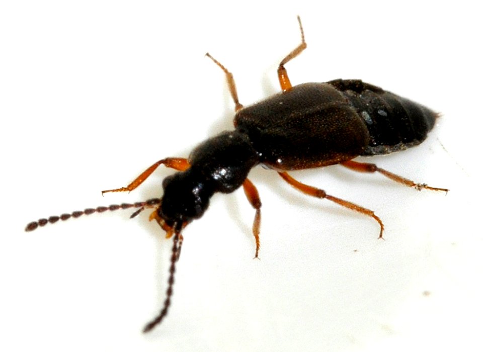 Lesteva-longoelytrata-12-fws