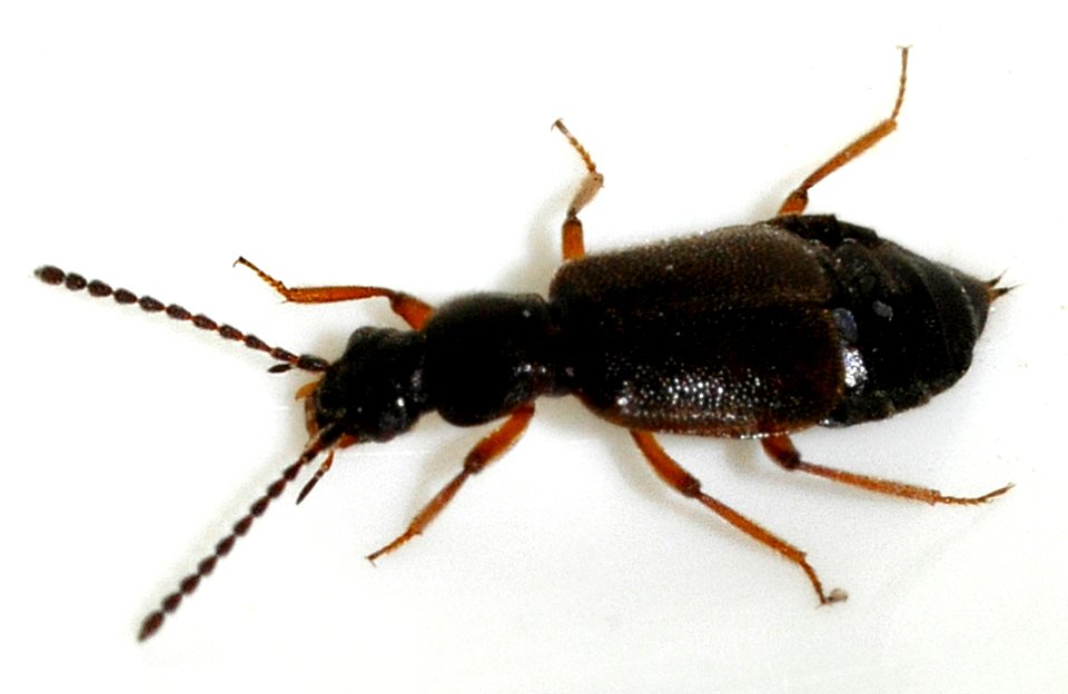 Lesteva-longoelytrata-11-fws