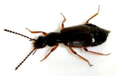 Lesteva-longoelytrata-11-fws