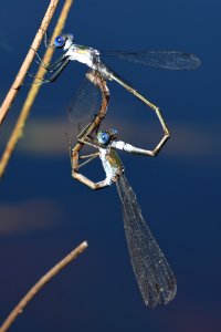 Lestes sponsa(Copulation , Japan , 2019.10.05)