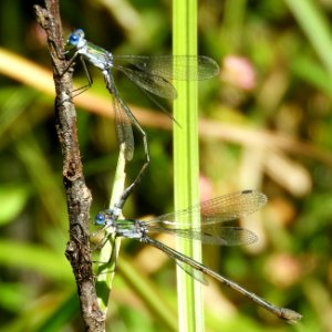 Lestes sponsa(Couple,Japan,2017.10.04)