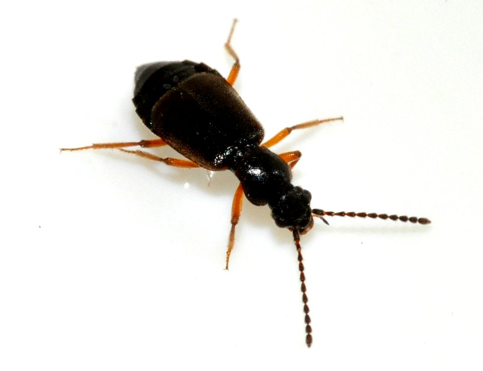 Lesteva-longoelytrata-10-fws