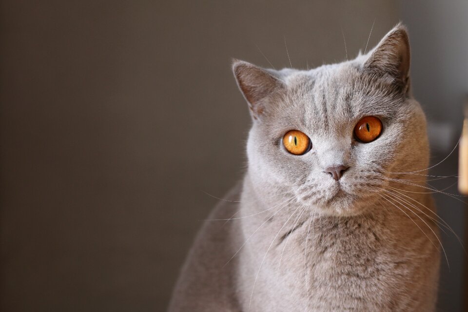 Feline pet whiskers