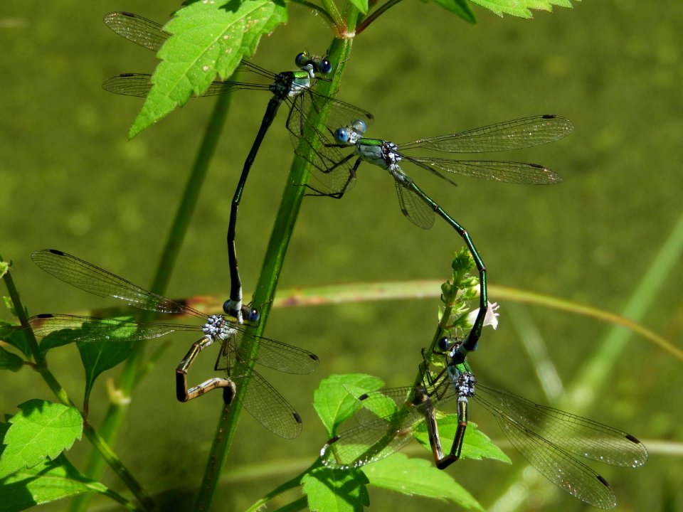 Lestes sponsa(Couple,Japan,2017.09.19,c)