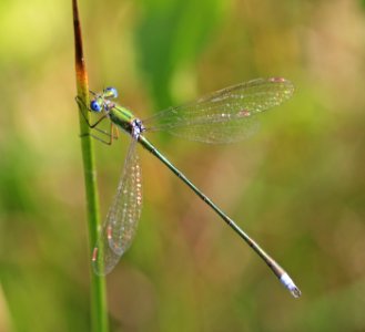 Lestes-virens-Gifhorn