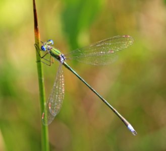 Lestes-virens-Gifhorn photo