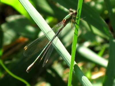 Lestes viridis (Willow Emerald Damselfly), Arnhem, the Netherlands photo