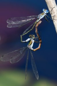 Lestes sponsa(Copulation , Japan , 2019.10.05 b)