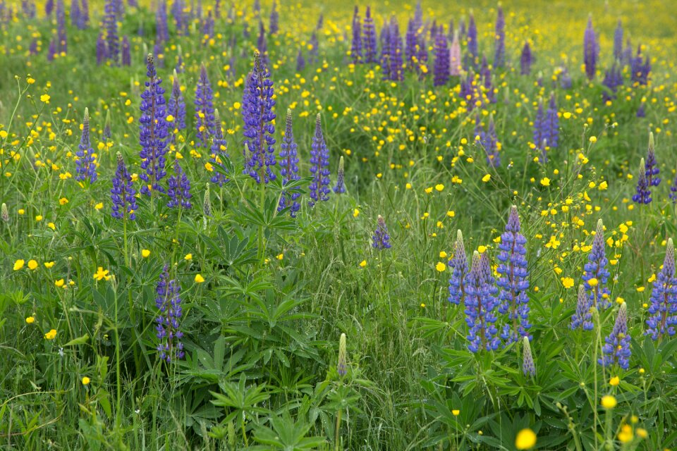 Lupines nature summer photo