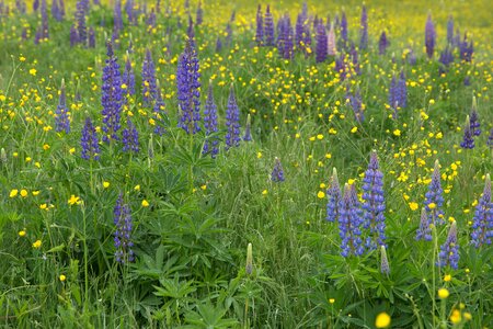 Lupines nature summer