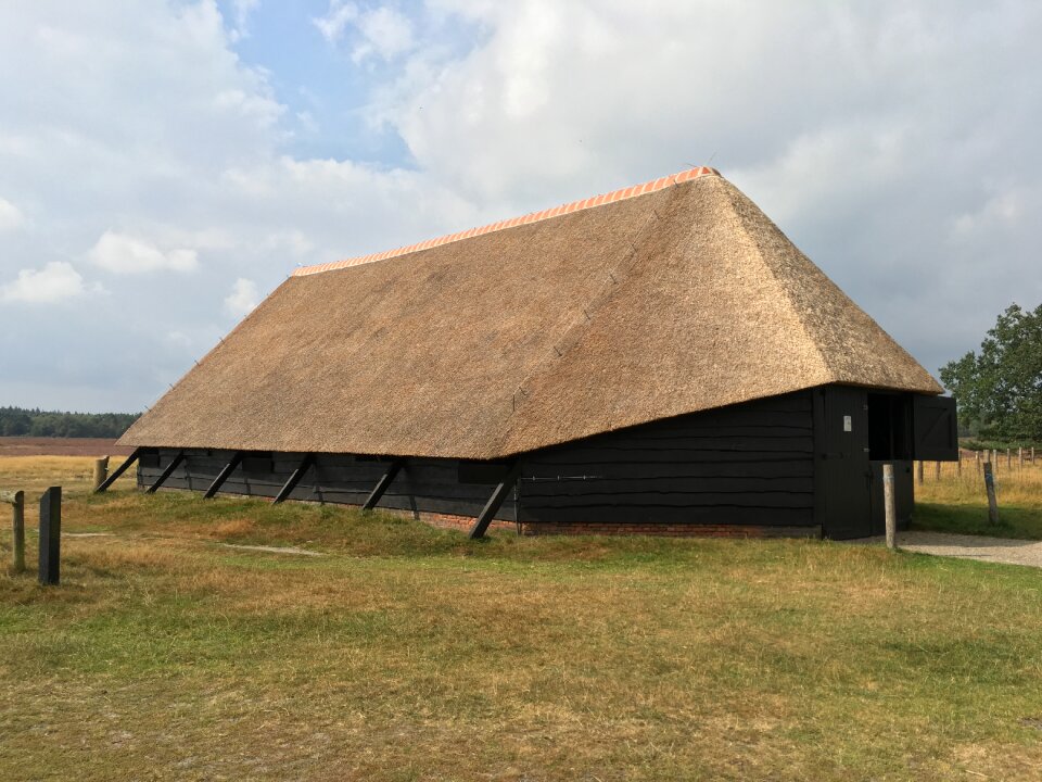 Thatched roof reed nature