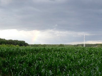 Leszyce k Debinki 7 7-2015