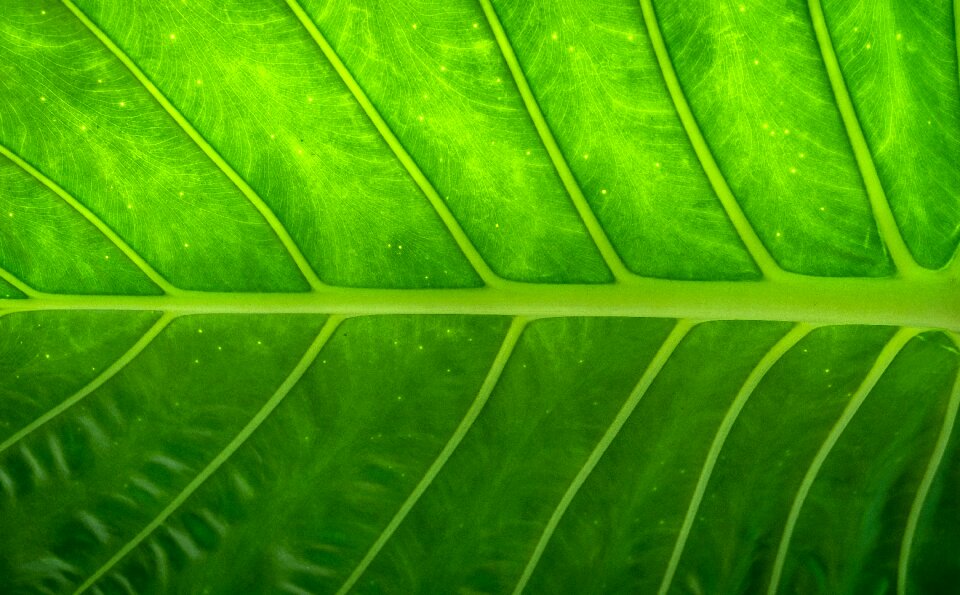 Green the leaves hwalyeob