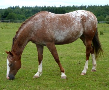 Lichtenwald Pferd photo