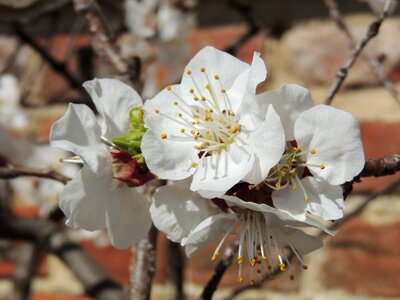 Vernon wall flower