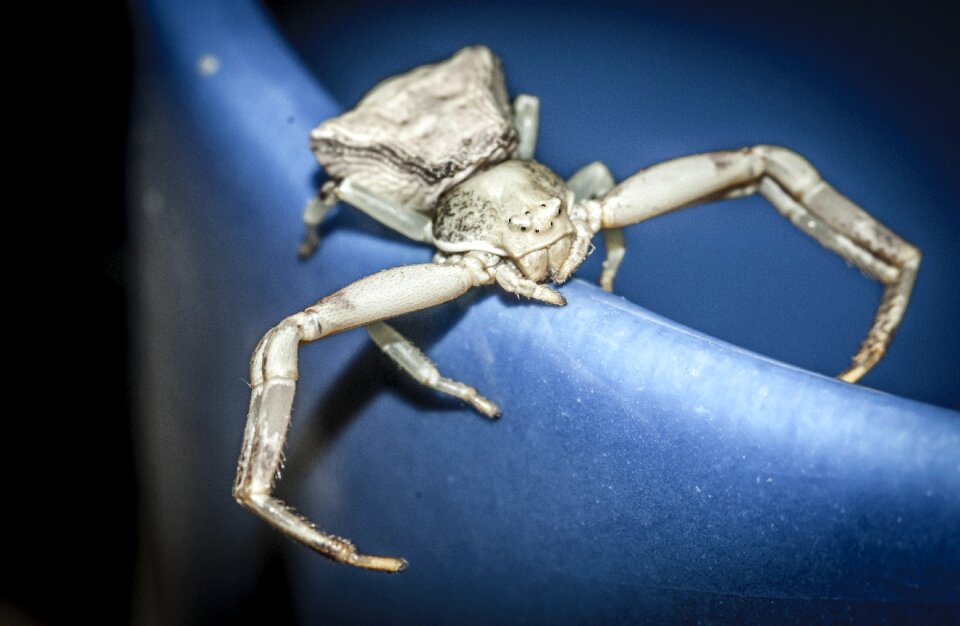 Nature insect close up