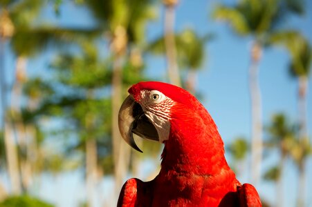 Parrot bird red photo