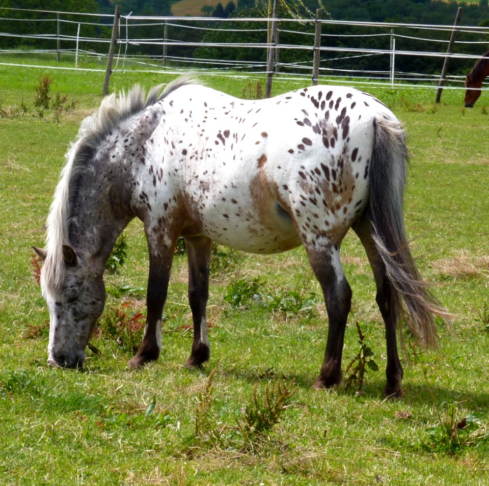 Lichtenwald Pony