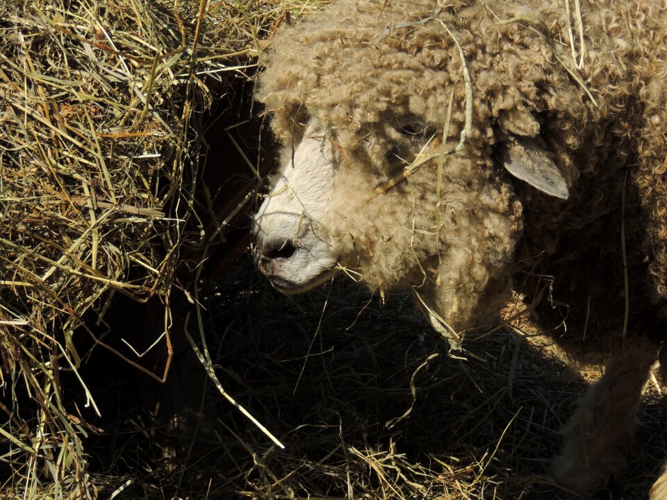 Wool livestock white