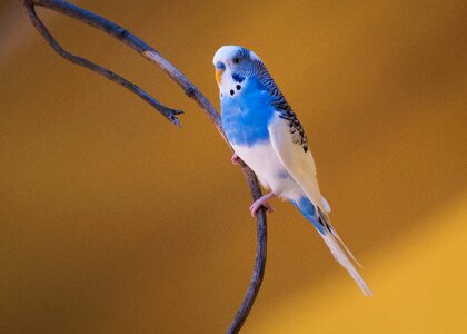 Aviary feather parrot