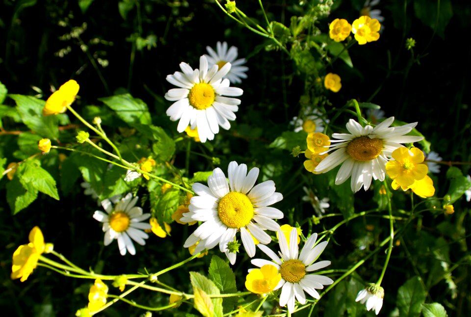 Nature summet white patals