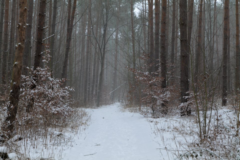 Lienewitz-Caputher Seen- und Feuchtgebietskette with snow 2021-02-07 73