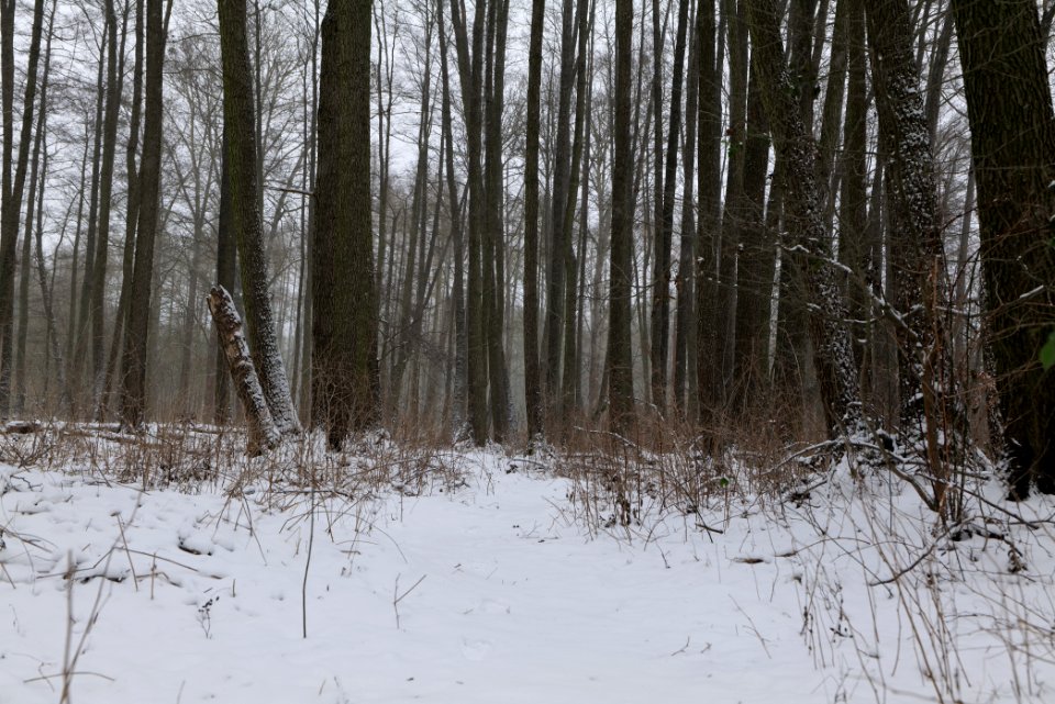 Lienewitz-Caputher Seen- und Feuchtgebietskette with snow 2021-02-07 13