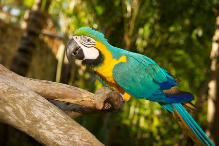 Parrot bird tyrkisový