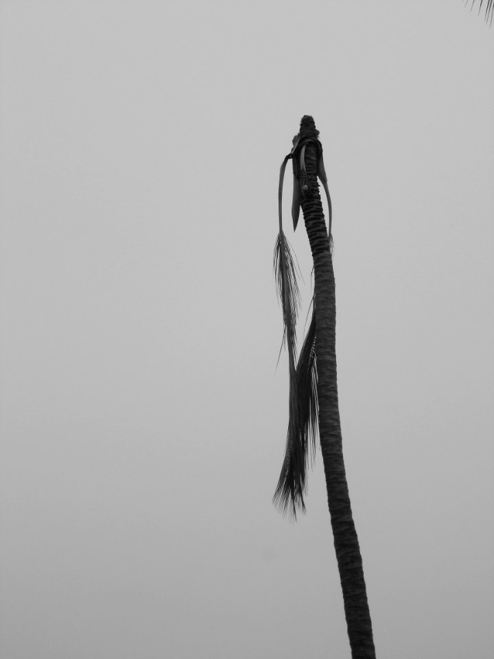Lifeless Coconut Tree