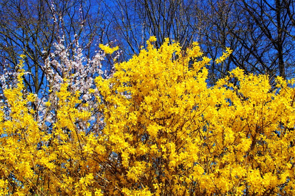 Forsythienstrauch early bloomer flora