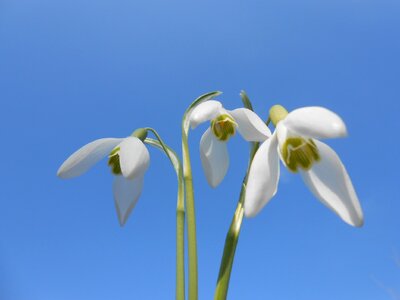 Spring flowers nature blue sky