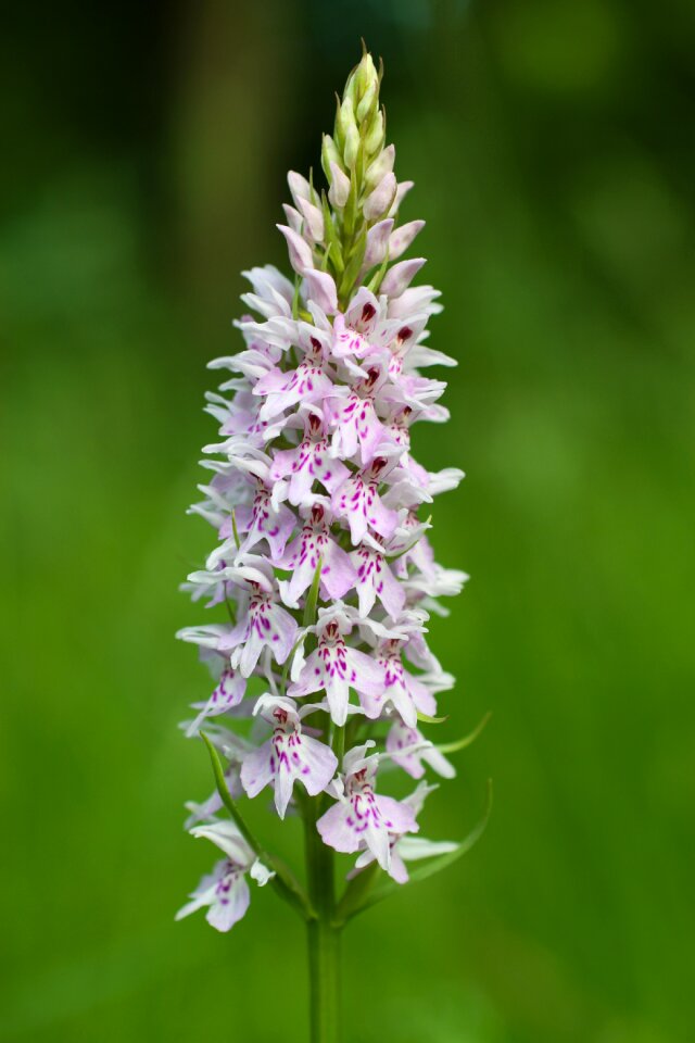 Flower wild wild flowers