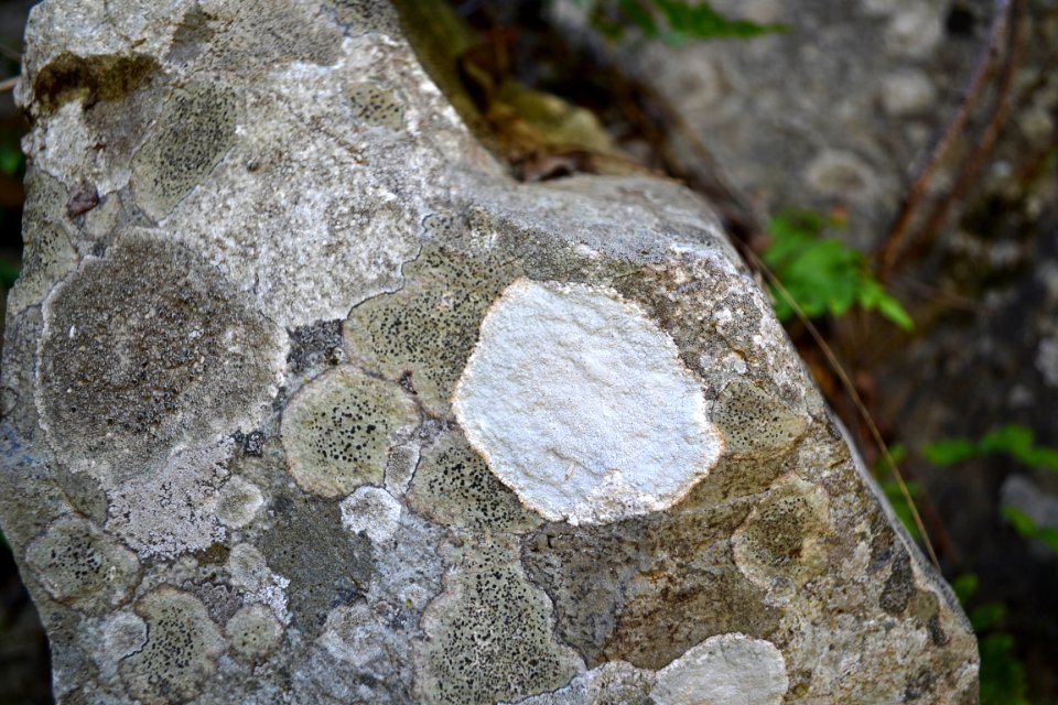Lichen (6)