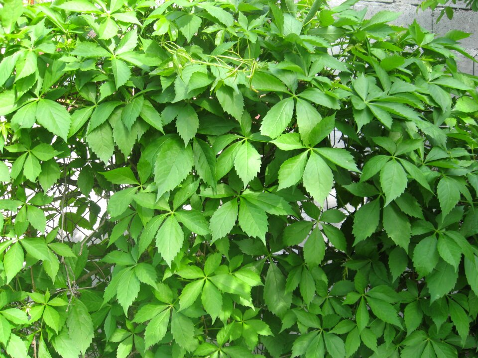 Leaves vines virginia creeper