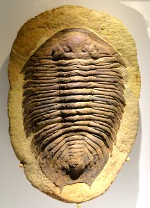 Lichakephalus stubbsi, Late Ordovician, Lower Fezouata Formation, Morocco - Houston Museum of Natural Science - DSC01643